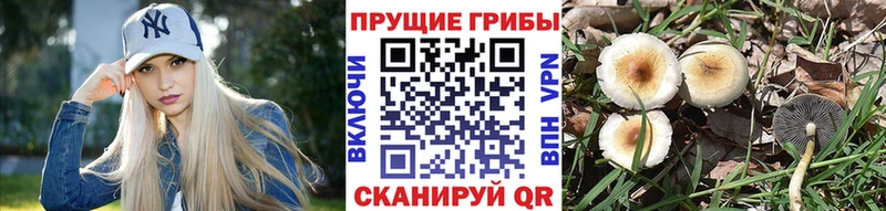 omg ссылки  наркотики  Междуреченск  Галлюциногенные грибы MAGIC MUSHROOMS 